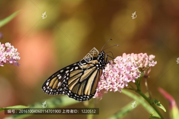 君主的喜悅