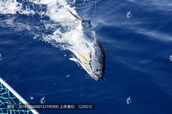 藍(lán)鰭金槍魚地中海捕魚和釋放