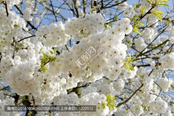 一棵開花的樹