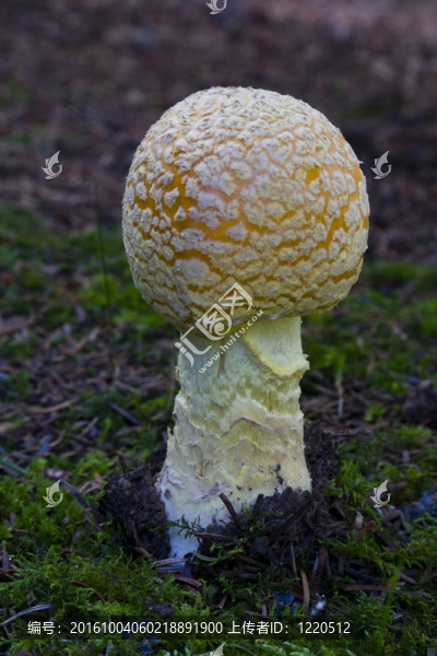 鵝膏菌