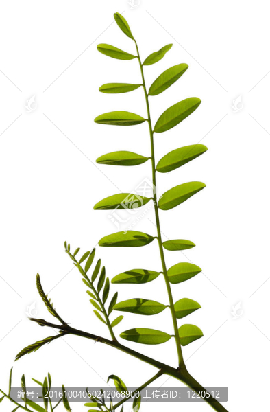 植物