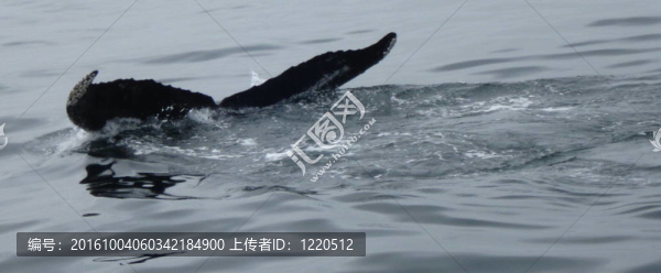 鯨魚的尾巴