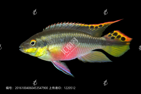 條Kribensis（紫鯛）