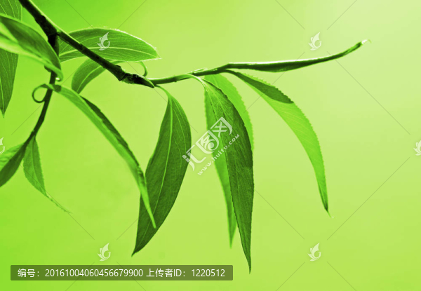 關(guān)閉新鮮綠色樹葉