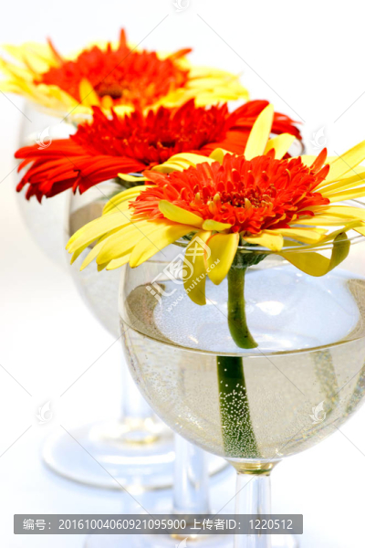 非洲菊
