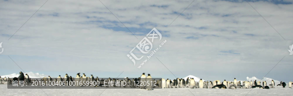 皇帝企鵝（Aptenodytes,forsteri）