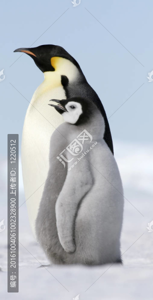 皇帝企鵝（Aptenodytes,forsteri）