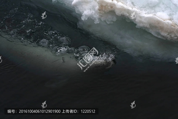 威德爾海豹（Leptonychotes,weddellii）