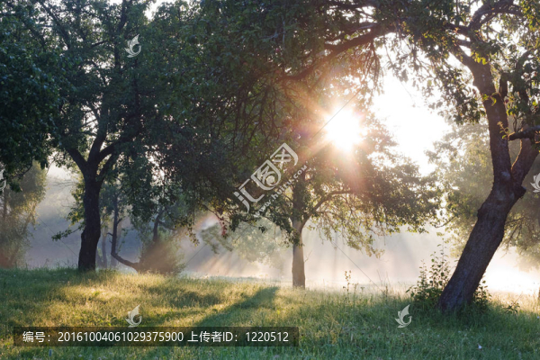 伊甸園中的蘋果園