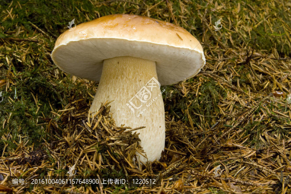 王-牛肝菌牛肝菌