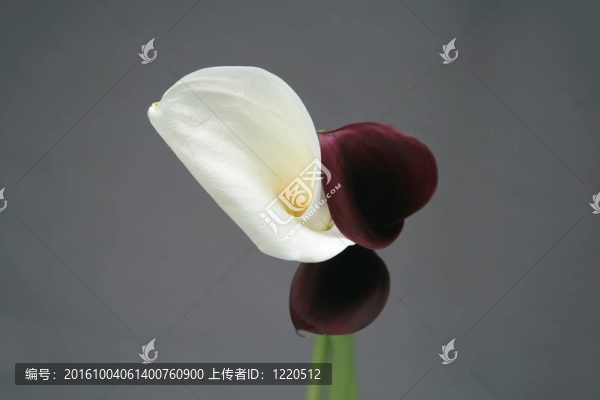阿魯姆百合
