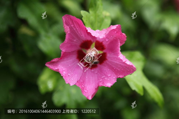 花園里的美麗的小花