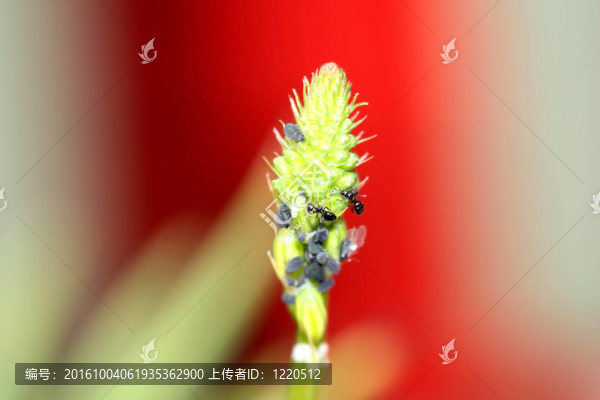一枝梢上的螞蟻和蚜蟲
