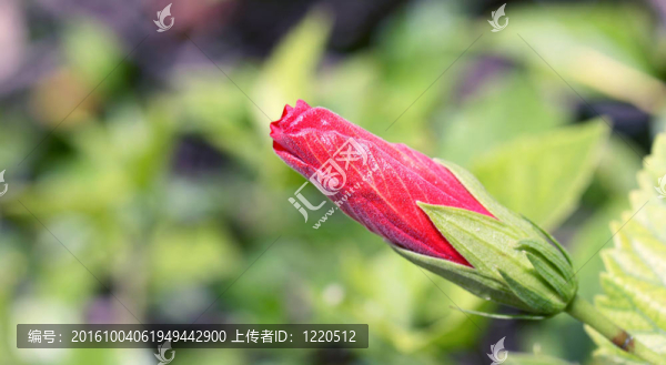 木槿芽