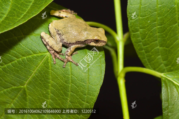 應(yīng)付Gray,Tree,frog