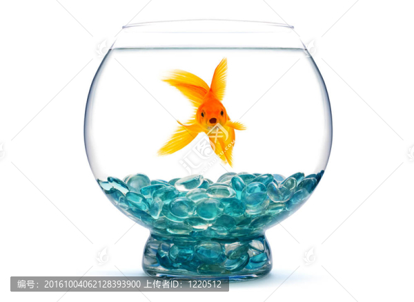 金魚(yú)