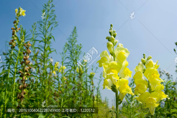 黃金魚草的花朵在藍(lán)色的天空