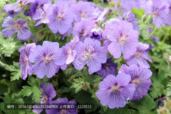 紫雨的花