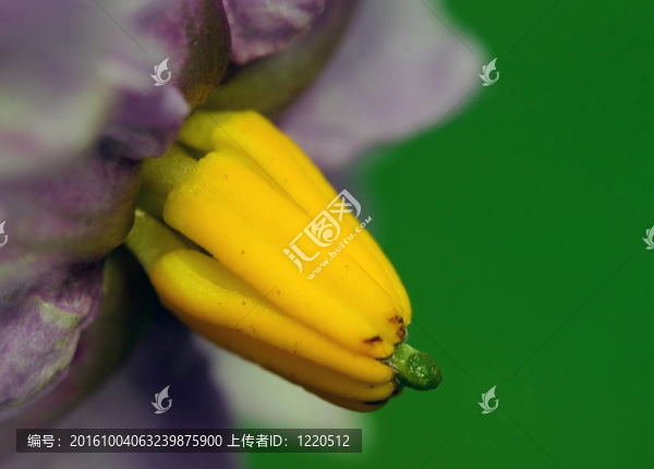 馬鈴薯植物的花