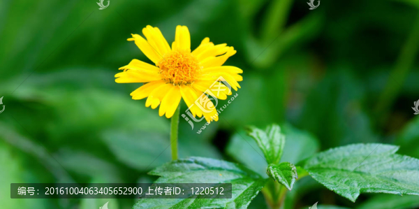 黃色的雛菊