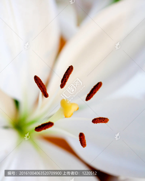 美麗的花