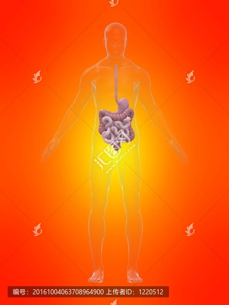人類的消化系統(tǒng)