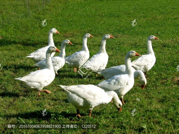 一群雁在綠草上的圖畫