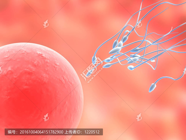 卵子和精子