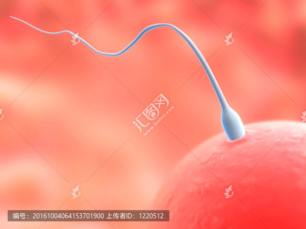 卵子和精子