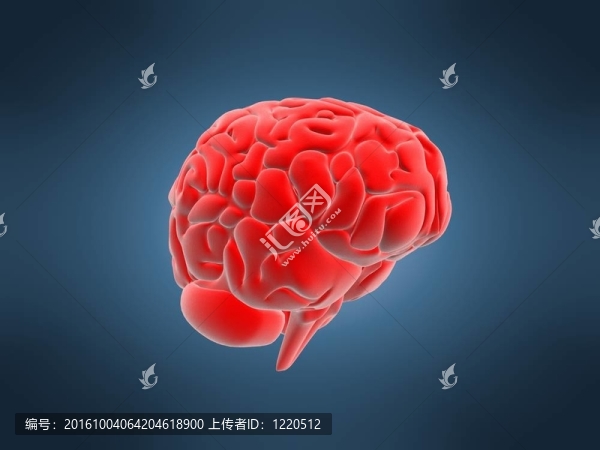 人類(lèi)的大腦