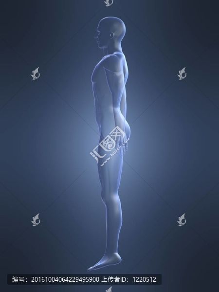 男性身體形態(tài)