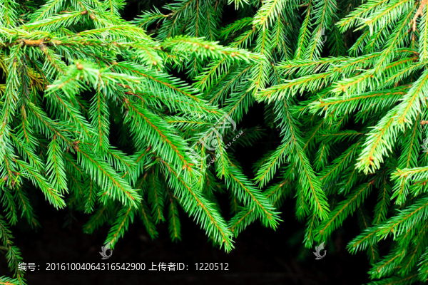 杉枝