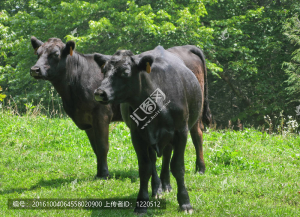 黑安古斯牛
