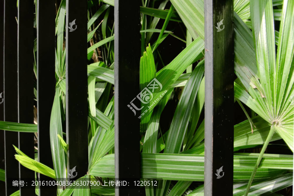 黑籬笆關(guān)閉綠色植物
