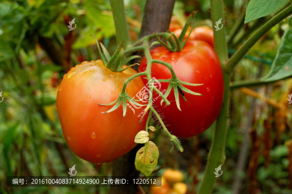 西紅柿