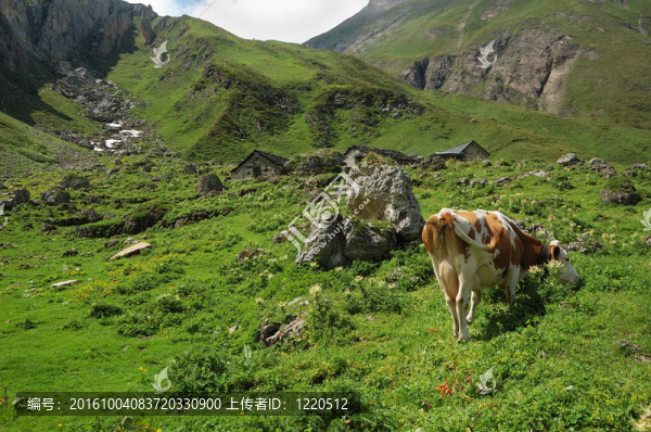高山牧場(chǎng)