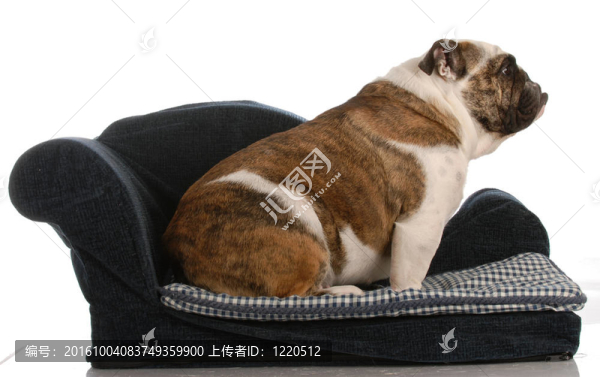英國斗牛犬坐在藍色的狗床