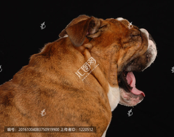 紅色斑紋的英國斗牛犬打哈欠