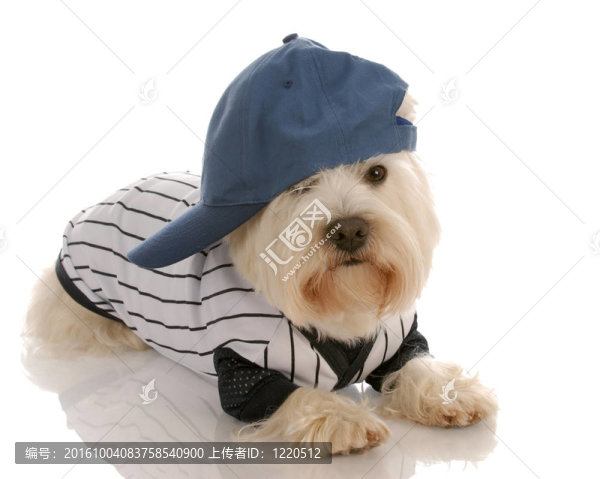 穿著棒球制服的狗