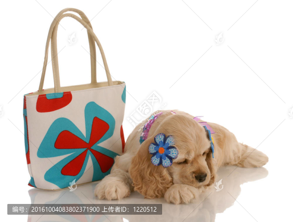 可卡犬的小狗躺在時尚錢包
