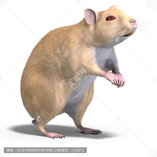 可愛(ài)的倉(cāng)鼠