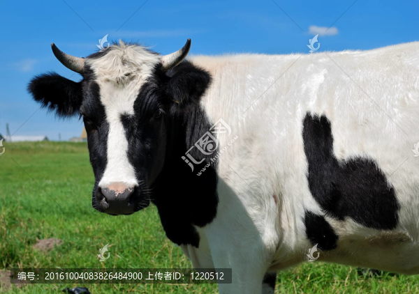 角牛特寫肖像