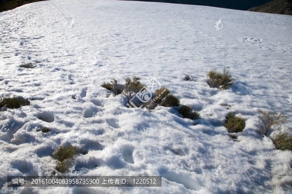 雪坡上的植物