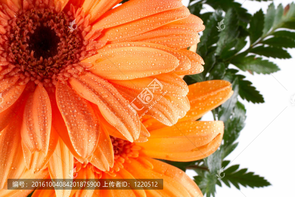 菊花的部分視圖