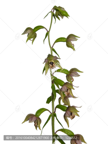 斷路器和隔離Epipactis特寫