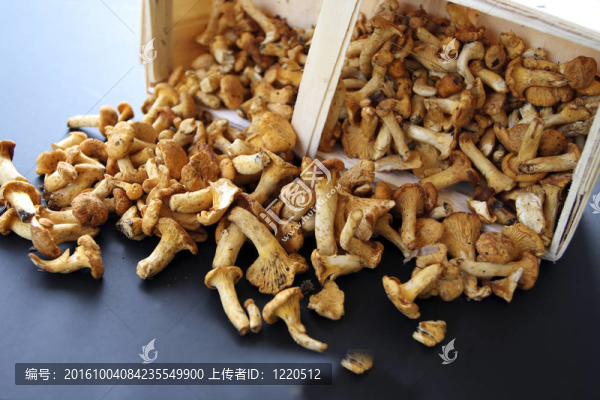 蘑菇