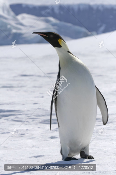 皇帝企鵝（Aptenodytes,forsteri）