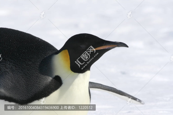皇帝企鵝（Aptenodytes,forsteri）