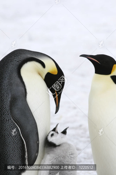 皇帝企鵝（Aptenodytes,forsteri）