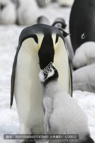 皇帝企鵝（Aptenodytes,forsteri）